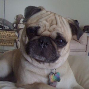 Meet your Posher, Alison